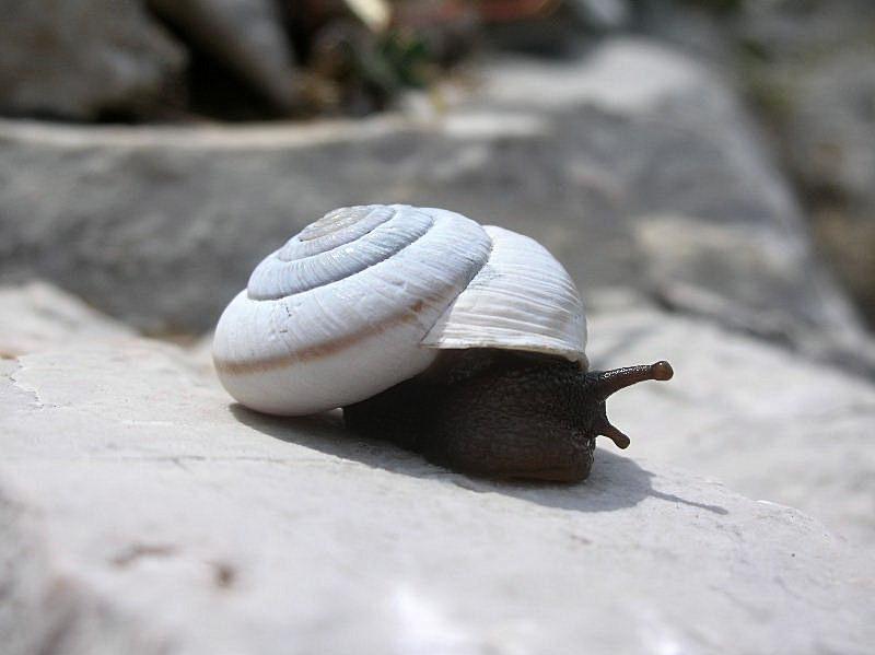 Chilostoma (Chilostoma) cingulatum hermesianum (Pini, 1874)